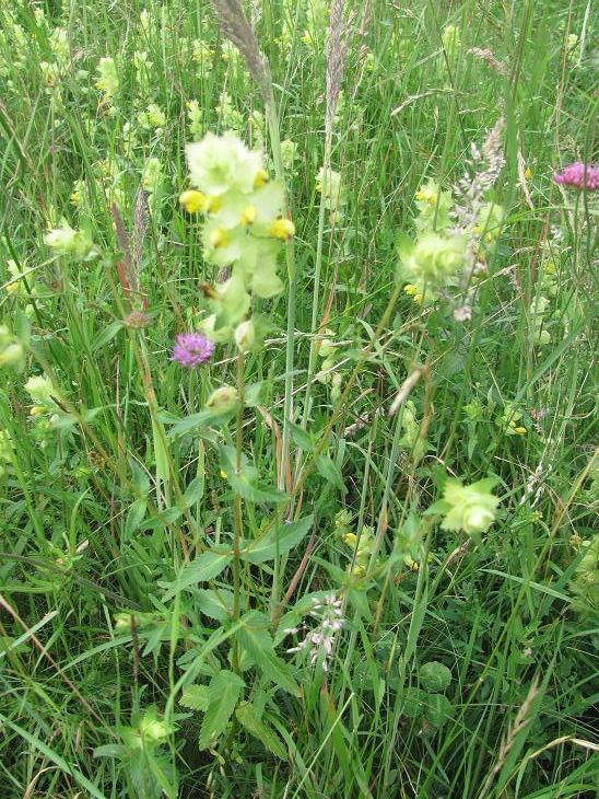 Rhinanthus alectorolophus / Cresta di gallo comune